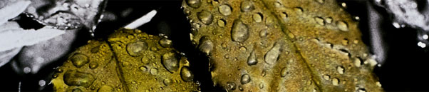 BIOSITE