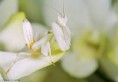 /album/galeria-de-fotos-biofotos/lovadeus-jpg/