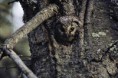 /album/galeria-de-fotos-biofotos/mocho-jpg/