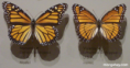 /album/galeria-de-fotos-biofotos/mimetismo-png/