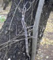 /album/galeria-de-fotos-biofotos/bichopau-jpg1/