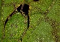 /album/galeria-de-fotos-biofotos/mimetismo14-jpg/