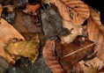 /album/galeria-de-fotos-biofotos/mimetismo022-jpg/